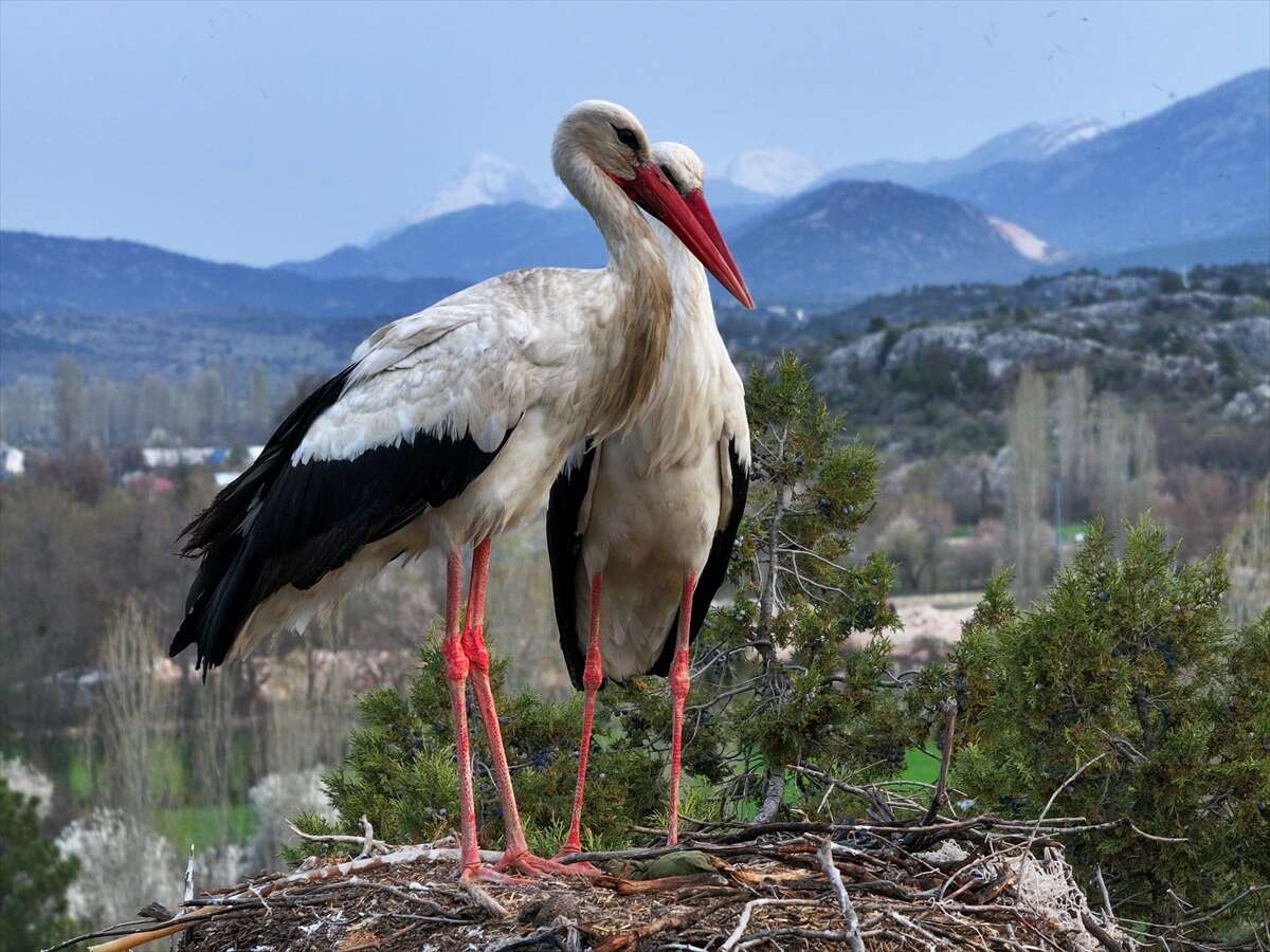 Konya’da doğanın en zarif nöbeti! Leylekler Vadisi’nde kuluçka heyecanı 16